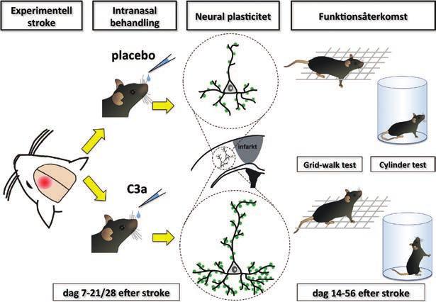 Stroke från C3a:s andra viktiga funktioner såsom neuroprotektion eller inflammation.