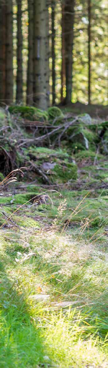 För miljön För framtiden Skogen är jordens lungor. Genom att använda den väl kan vi skapa en hållbar miljö.