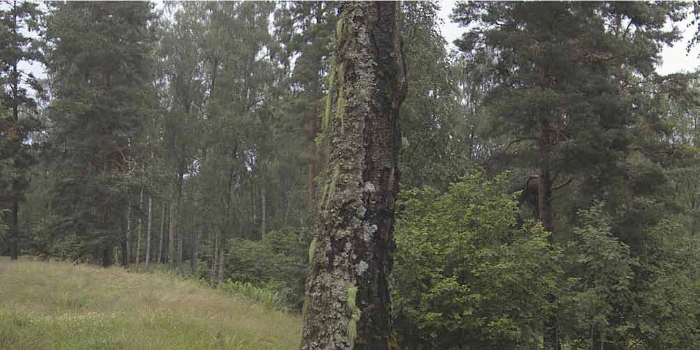 Fotopunkt 04 Huvudalternativ Projekt: Årjäng SV, fotopunkt F04, Fölsbyn fornborg.