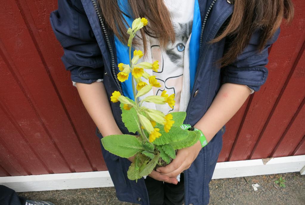 ODLARE: Michaela Jag har planterat solros i vår skola. Vi hade NO den lektionen. Vi använde oss av mjölkkartonger till kruka.