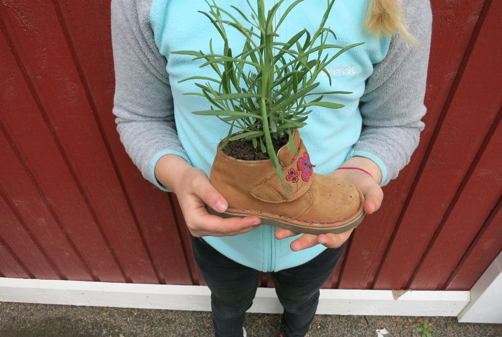 ODLARE: Angelina Jag har odlat i skolan. Vi odlade solrosor och tomater. När vi odlade solrosor klippte vi kartonger och gjorde det till en kruka. Vi satte i jord och ett solrosfrö.