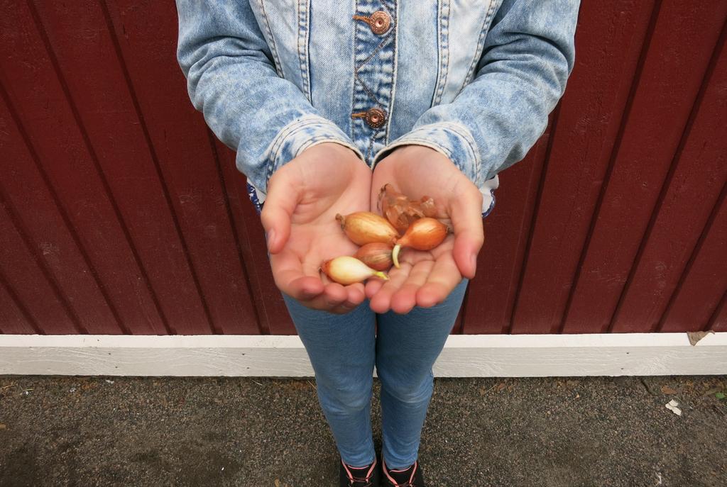 ODLARE: Monika I skolan har vi planterat solros. Vi började med att hälla jord i krukan. Sedan sådde vi solrosfrön i jorden. Vi tog hand om solrosorna, gav dem vatten och sol.