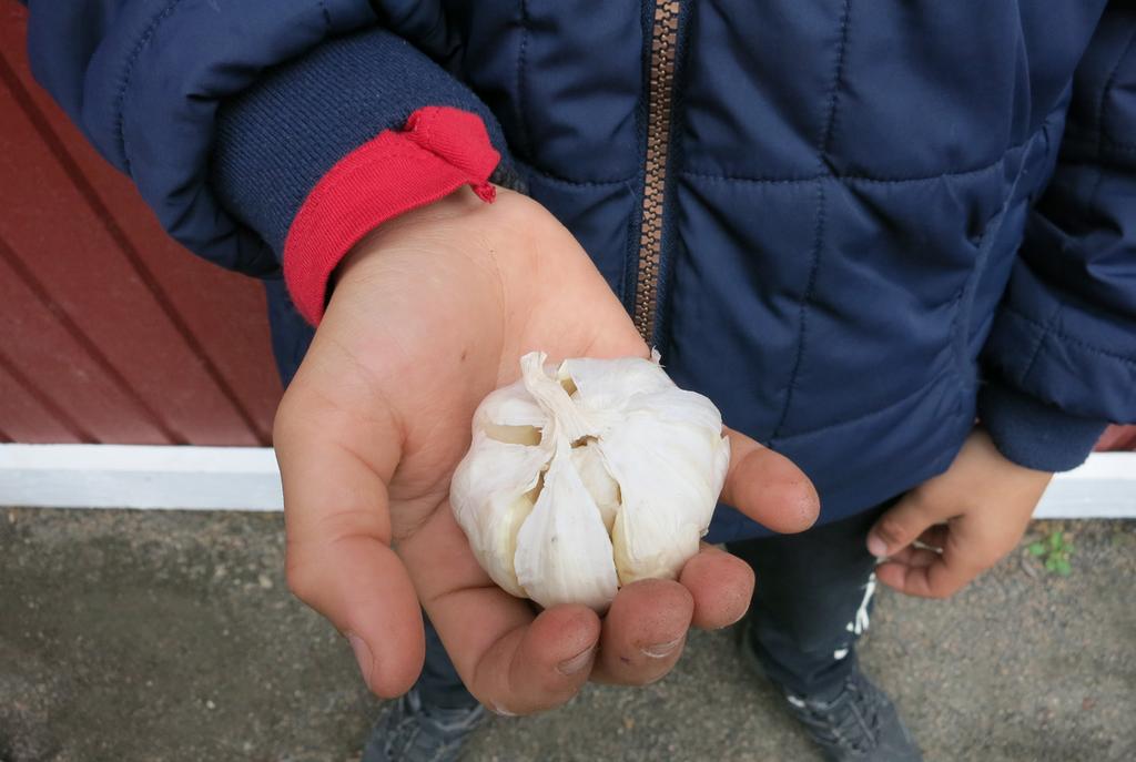 ODLARE: Mario I skolan när vi gick i 1:an odlade vi tomater.tomaterna var jättegoda det kunde vara gula eller röda mina blev röda.