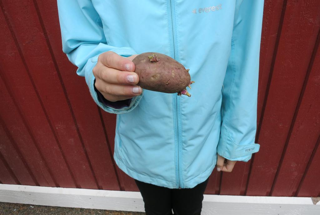 ODLARE: Amanda En gång i skolan så odlade vi tomater. Vi satte fröet i skolan och vi behöll plantorna ända tills skolavslutningen. Sen tog jag hem plantan under sommarlovet.