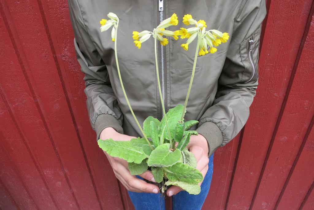 ODLARE: Anna-Marina En dag så bestämde jag och min kompis Michaela att vi skulle plantera minipaprikor.