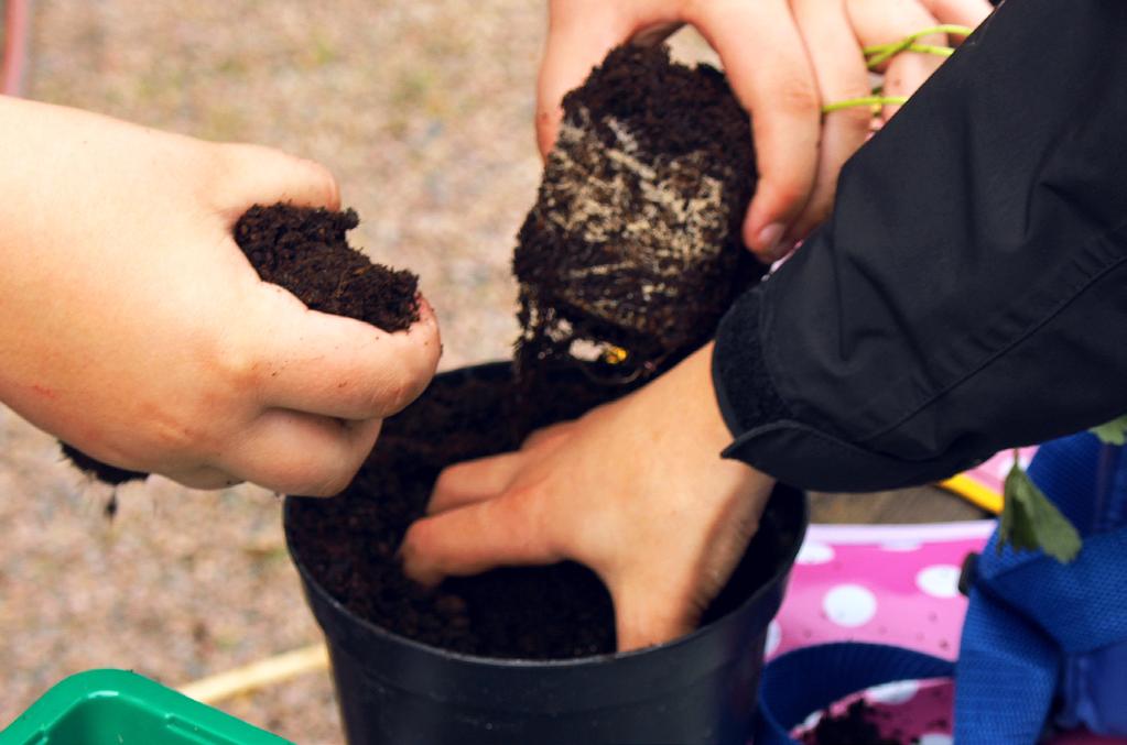 ODLARE: Devon Jag har inte odlat utan för skolan tror jag. Vi har odlat tomat,solrosor och kanske vattenmelon.