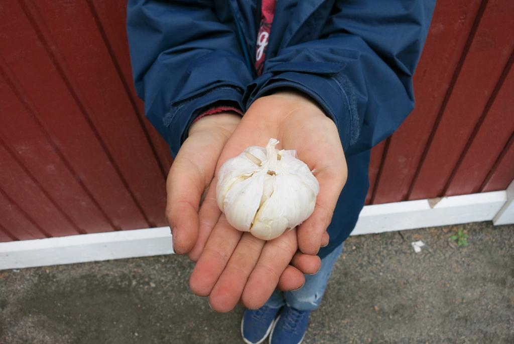 ODLARE: Ruben År 2015 var det min första gång jag odlade något och det var tomat. Vi skulle resa till Montenegro så vi frågade en kompis om hon kunde se efter våra tomater.