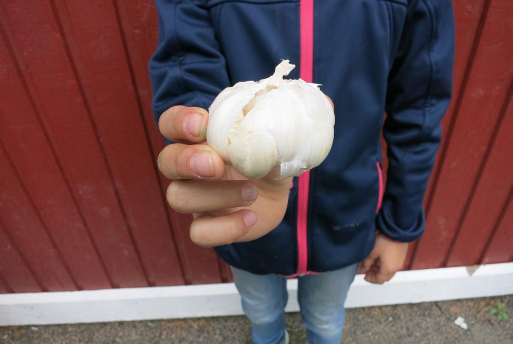 ODLARE: Yasmin Min farfar har fyra plommon träd. Jag och min farfar brukar plocka på sommaren tillsammans. När min farfar brukar odla och plantera brukar jag senare skörda när det har växt upp.