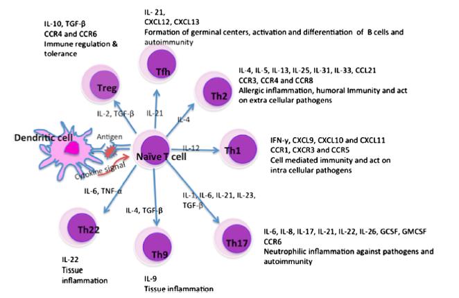 Cytokiner Biologiskt aktiva LMW