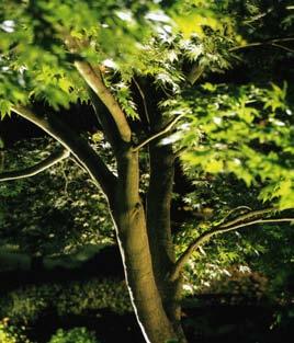 smågatsten. Vegetation Trädplantering med undervegetation i Stilleben. Skelettjord med minst 15m2 tillgänglig växtjord per träd.
