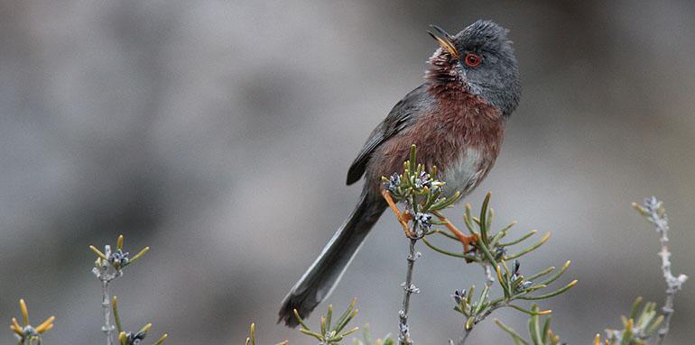 Vi vandrar i dalgångarnas fågelrika bokskogar såväl som i de alpina miljöerna ovanför trädgränsen. Blickar vi söderut breder odlingslandskapet ut sig.