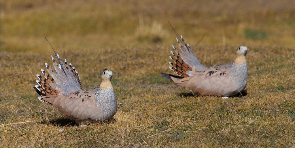 DAG 07-10: 04 DAGAR I RUMBAK-DALEN / HEMIS NATIONALPARK Fyra dagar tillbringar vi i Rumbak-dalen där Håkan och våra inhemska guider gör sitt bästa för att