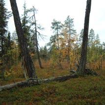 2916 Vittalaki-Aljunjoki Kommun Pajala, Kiruna Totalareal 3 689 ha Naturgeografisk region 52a Areal land 3 670 ha Objektskategori U2 Areal vatten 19 ha Markägare Sveaskog Areal produktiv skogsmark 2