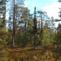 2917 Vittaselkä-Muosselkä Kommun Pajala Totalareal 2 677 ha Naturgeografisk region 52a Areal land 2 624 ha Objektskategori U2 Areal vatten 53 ha Markägare Fastighetsverket Areal produktiv skogsmark 1