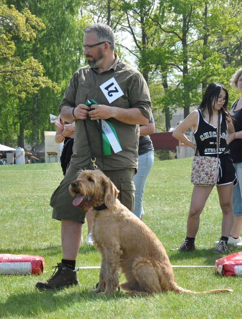 4 Griffon Fauve de Bretagne,