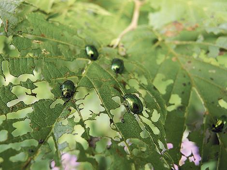 Skogsstyrelsen 6(10) Under sommaren noterades även allmänt med gråbruna blad och glesa lövverk på alar i Stockholms skärgård. Det rörde det sig om skalbaggar som hade ätit på bladen.