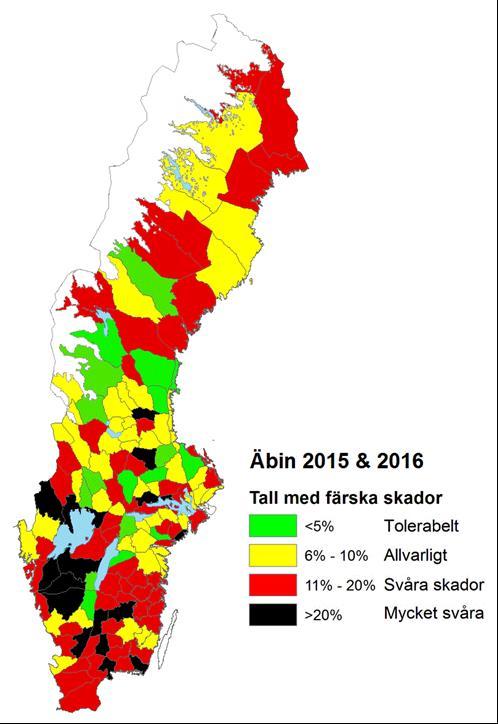 Skogsstyrelsen 7(10) Bild 2. Resultat ÄBIN 2015-2016, Christer Kalén, Skogsstyrelsen Kronhjort Kronhjortens numerär och utbredning ökar på många håll i regionen. Främst i länen kring Mälaren.