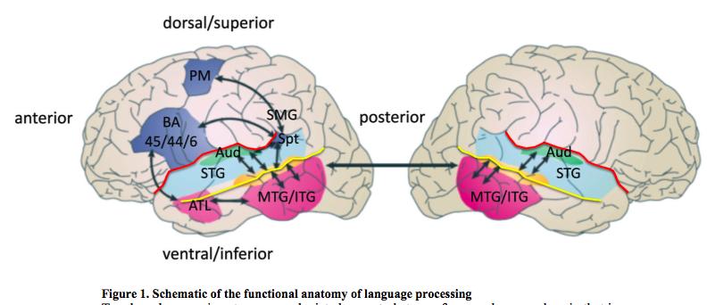 Uppdaterad modell för talperception Integrering av semantisk kunskap över modaliteter Igenkänning fonem Tillgång till koncept, semantik Igenkänning fonem Dorsal ström: