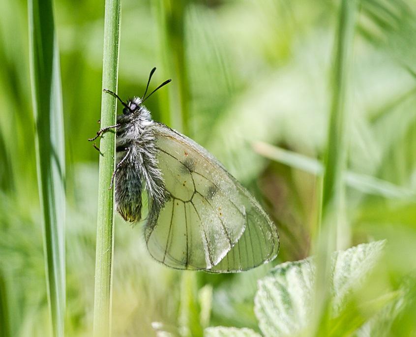 Miljöövervakning av mnemosynefjäril (Parnassius mnemosyne) Norrtälje kommun, Stockholms län Mnemosynefjäril är en av Sveriges största dagfjärilar och har en tidigare utbredning i flera landskap från