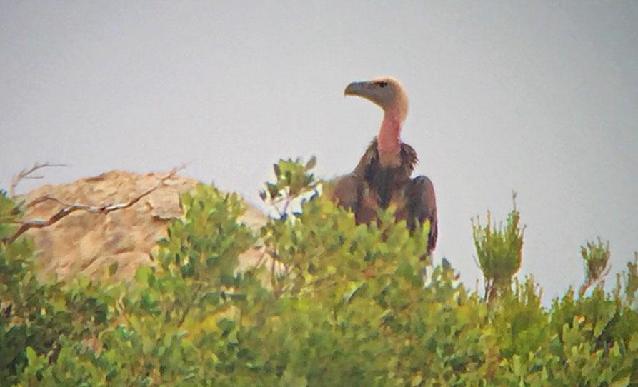 9, 4 Laguna de Tarelo 11.9, 3 Embasale de Barbate 11.9 och 3 Cazella Observatorio 12.9 32 Svartvingad glada Elanus caeruleus caeruleus 3 La Janda 9.