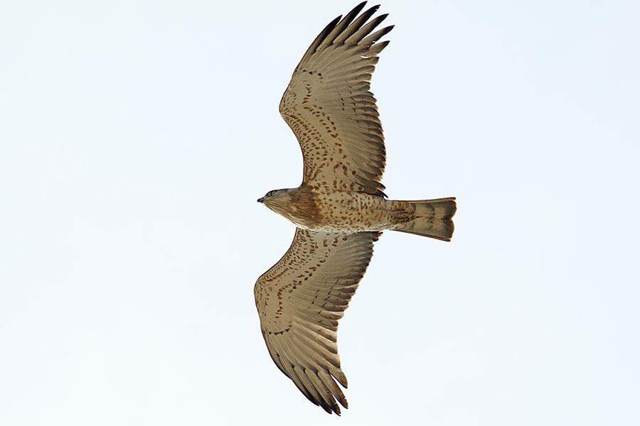 37 Ormörn Circaetus gallicus 100 Cazella Observatorio 8.9, 10 La Janda 9.9 och 80 Cazella Observatorio 12.9. Observerad 5 dagar totalt Vi kunde ofta studera ormörnar nära för både ålder och köns bestämning.