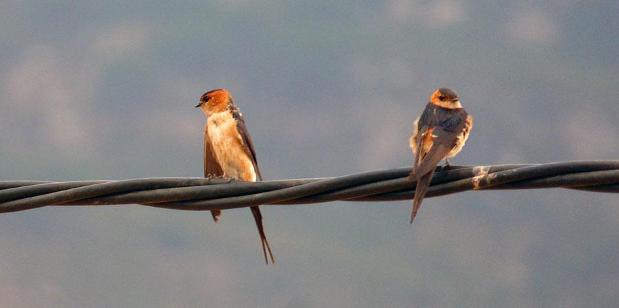 102 Tornfalk Falco tinnunculus 1 Mirador del Estrecho 8.9, 1 Tarifa beach 8.9 och 1 Cazella Observatorio 8.9. Observerad 5 dagar totalt 103 Pilgrimsfalk Falco peregrinus 1 Tarifa beach 8.9. 104 Munkparakit Myiopsitta monachus 8 Malaga 7.