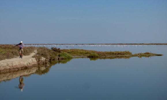 Vi såg 20 olika vadararter bl a 200 rödspovar varav en var av rasen islandica. Övrigt urval var 700 större flamingos, 200 sträckande skedstorkar, 30 långnäbbade måsar, 1 ägretthäger.