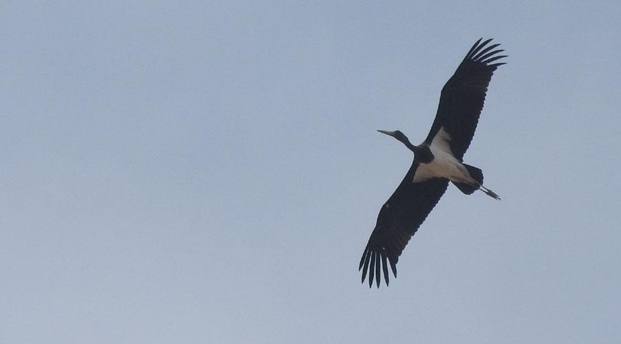 Svart stork. Foto: Lars-Erik Nilsson 19 Eremitibis Geronticus eremita 43 Barbate 9.9 Några av eremitibisarna satt på ledningarna och några gick och födosökte.