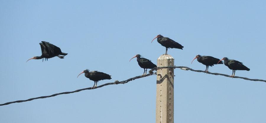 9, 3 Barbate 9.9 och 200 Laguna de Tarelo 11.9 Troligtvis många fler 11.9. 22 Natthäger Nycticorax nycticorax nycticorax 3 1k Laguna de Tarelo 11.9 och 2 adult Laguna de Tarelo 11.