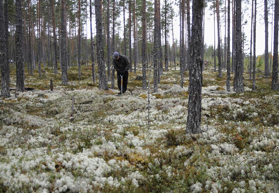 Byvallen Kartering och datering av nyupptäckta fornlämningar Byvallen 21:1, 5:8, 16:1, Svegs