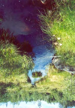 8.8 Avrinningsområde: 50051 Måsbäcken Strömförhållanden Huvuddelen av Måsbäcken är lugnflytande (Figur 8.8.1). Fallhöjden är 3,3 m över 1,5 km.