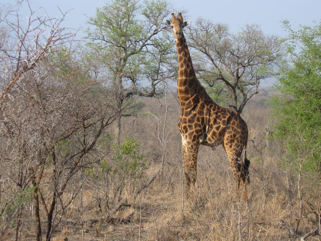 6 Pilanesberg nationalpark omfattar ett område av ca 500 kvadratkilometer. Parken grundades 1979 samtidigt som ett ambitiöst viltvårdsprogram introducerades.