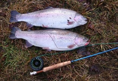 Nytt från Sallerupsdammen Premiären i Sallerupsdammen var otroligt fin. Vädrets makter var denna gången med oss. Alla fiskande tog sina två premiärfiskar. Det var mycket stor fisk som krokades.