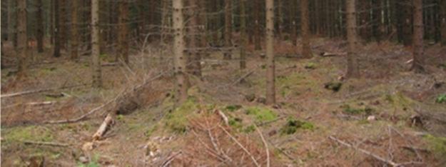 i november samma år. Foto från Baldringe. Hissmossa (L 18): 44-årig granskog i norra Skåne.