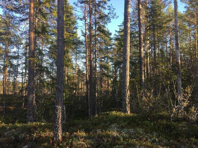 På brukningsenheter större än 100 ha produktiv skogsmark får föryngringsavverkning inte ske i sådan utsträckning att mer än hälften av brukningsenhetens produktiva skogsmarksareal kommer att bestå av