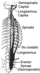 Identifiera dessa tre muskelstråken. M. spinalis (ca 2 cm bred) ligger mest medialt och löper mellan spinalutskotteni i thoracis och cervical regio. M. longissimus sträcker från sacrum och crista iliaca till de lumbala och thorakala tvärutskotten.