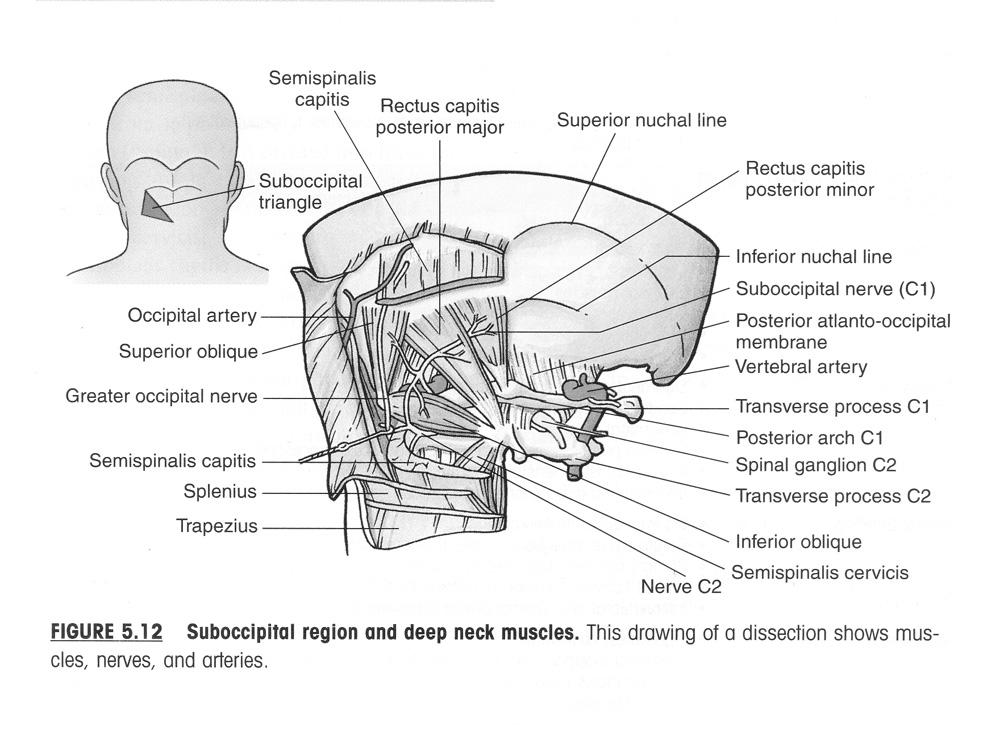 Identifiera m semispinalis capitis, under mm. splenius capitis et cervicis. (resterande mm. erector spinae och transverso-spinales är för små för att se). Identifiera n.