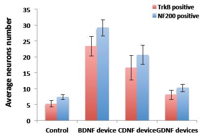 50 ng/ml). (Dash-Wagh et al., opublicerat) Figur 9. Tillväxtfaktorer från encapsulated cells i devices stimulerade överlevnad av celler från innerörat.