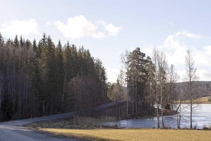 Skog i Nyhyttan