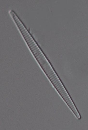 Antal räknade arter Diversitet IPS (-20) TDI (0-00) %PT Klass ADMI (%) EUNO (%) acidobiont ( ) acidofil ( ) circumneutral ( ) alkalifil ( ) alkalibiont ( ) odefinierad ( ) Klass/pH-regim Kiselalger