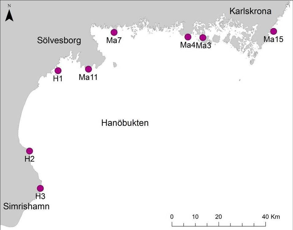 Hanöbuktens kustvattenmiljö 1 Medins Biologi AB Figur 36. Karta över området med de åtta inventerade lokalerna. Lokalerna undersöktes med hjälp av transektinventeringar.