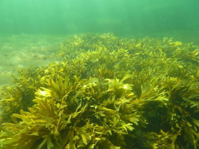 mans 5 75 % av botten mellan,6,1 meters djup. På transekten växte dessutom bl.a. bergborsting (Cladophora rupestris), tångludd (Elachista fucicola) molnslick/trådslick (Ectocarpus/Pylaiella) och sudare (Chorda filum).