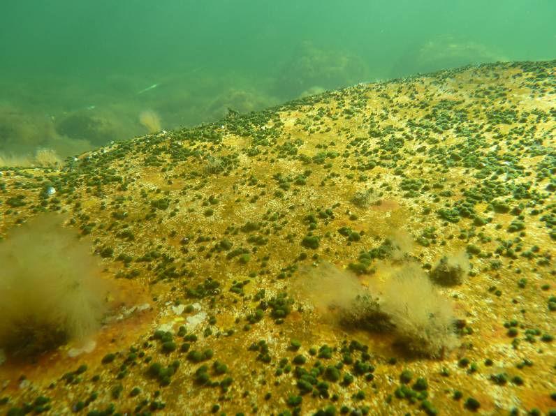 Blåstång förekom från transektens maxdjup där den täckte 5 % av botten. Sågtång (Fucus serratus) noterades från 3,3 meters djup.