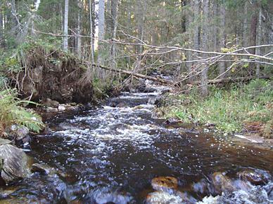 Kiselalgssamhället dominerades av släktet Eunotia och Tabellaria flocculosa, som båda är surhetståliga. 7PVX008. Kallbäcken Datum: Län: 7 Värmland Koordinater: 663230/307730 Provtagn.