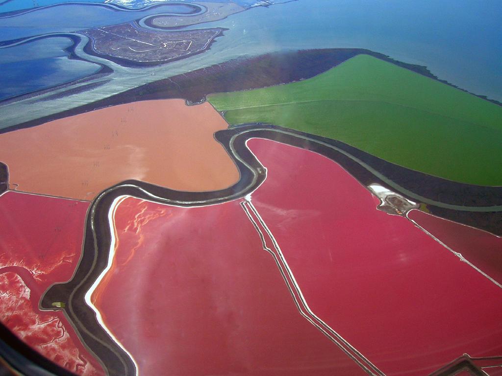 Egenskaper hos Halobacterium Saltdammar vid San Francisco Bay med rosa Haloarchaea. Foto: Wickimedia Commons Organismvärlden delas in i tre grupper: bakterier, arkéer och eukaryoter.