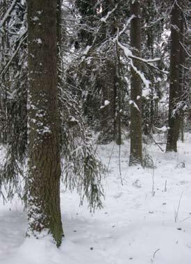 Skogsvårdsskolan Kom ihåg att göra en anmälan om användning av skog och sända den till skogscentralen minst två veckor före avverkningen. Ange på anmälan hur du tänker förnya skogen.