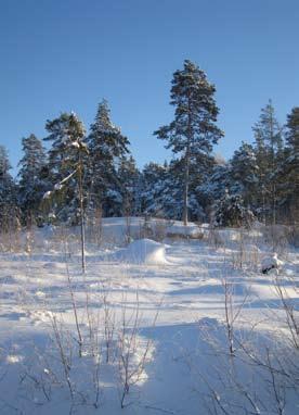 tillväxten permanent sjunker under avkastningen från skogsägarens alternativa investeringsobjekt, säger Matti Ruotsalainen.