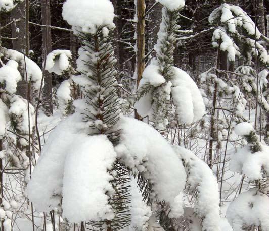 Skogsvårdsskolan Sälgen är, liksom aspen, ett ekologiskt värdefullt trädslag och den passar utmärkt till naturvårdsträd. Aktuellt från naturen Våra träd är vinterhärdiga Foto: Annikka Selander.