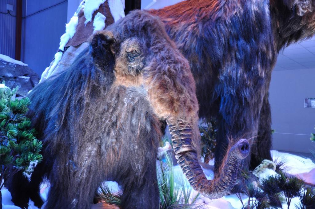 Denna mammutart var ungefär lika stor som sin släkting asiatisk elefant 2,7-3,4 meter i mankhöjd. Den hade lång päls, långa böjda betar som den använde för att skyffla undan snö med och små öron.