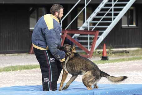 Regler Polishund SM 2017 Polishunden 3-2017 Moment 8: Inkallning med störning kommando sitt/stanna kvar, hit Koeff 5 Föraren lämnar den sittande hunden och går cirka 75 meter.